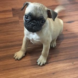 Meet your Posher, Karroll